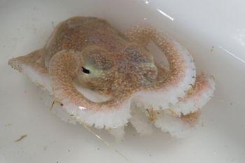 Media type: image;   Malacology 393900